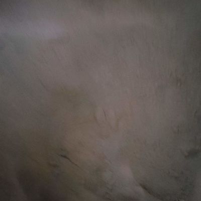 가금 사료 단백질 분말을 위한 오리 혈구 동물 사료 파우더 피 식사