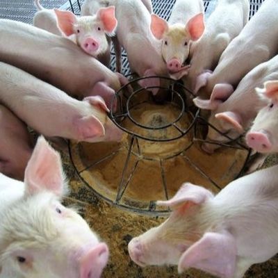 파우더 25 킬로그램 / 가방 가축 사료 첨가제 헤모글로빈 분말 미립을 말리세요