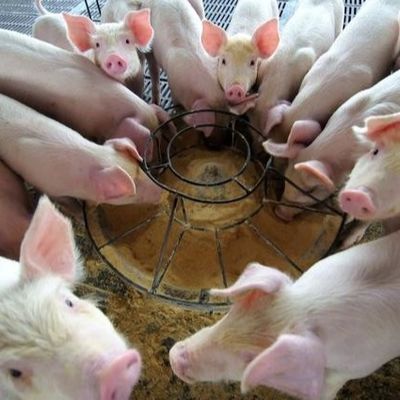 오리 플라스마 단백질 분말은 최근 몇 년 내에 상승하는 사료 첨가물의 신형이며, 그것이 고품질인 것 인식됩니다