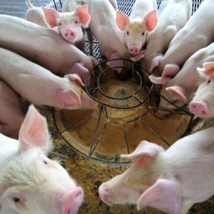 파우더 25 킬로그램 / 가방 가축 사료 첨가제 헤모글로빈 분말 미립을 말리세요