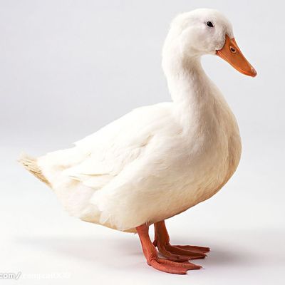 피 식사 레드 브라운 헤모글로빈 가루 조단백질 가루 80% 원료